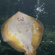 アカさん(※※プロフ超必須※※)の画像