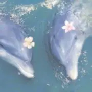 リの画像