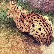 mckkntの画像