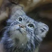 ねこしゅんの画像