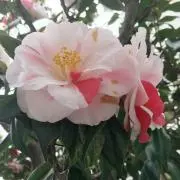 mary88