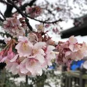 さくらの画像