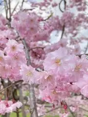 ハッピーの画像