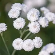 cranberryの画像