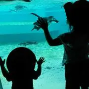 つかさ