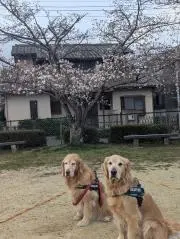 kumaogawa