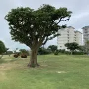 waの画像