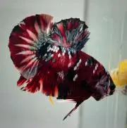 ベタショップ