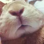カワノ