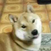 まめすけ