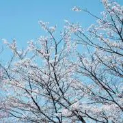 シズカの画像