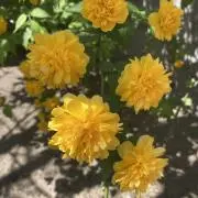 さゆ