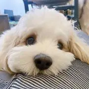 きゃおの画像
