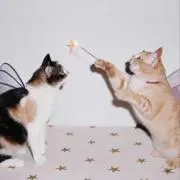 あゆみんの画像