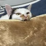 けいの画像