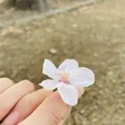 叶音の画像