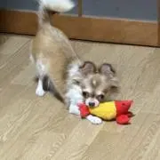 ⭐︎Hosi⭐︎【犬用品】の画像