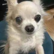 Aの画像