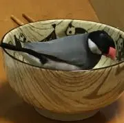 kotodenの画像