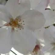 さくら