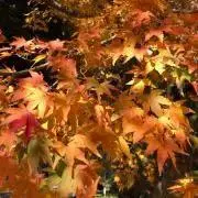 小池の画像