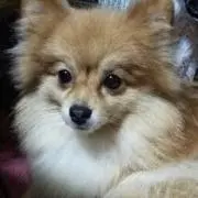 Tomの画像