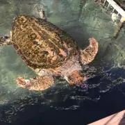 はむの画像