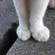 ごろにゃん