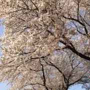 なしこ♪の画像