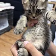 ねっこ