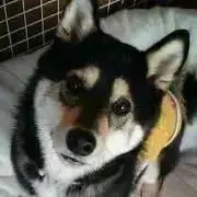 めい（詳細よくお読み下さい）の画像