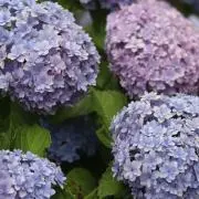 るたの画像