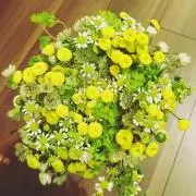はなの画像