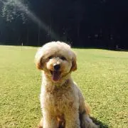 すみどん