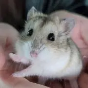 hamu ~(=^・・^)の画像