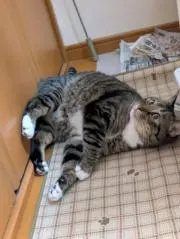 ゆうき　※交渉希望の方はプロフィール必読の画像