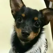はな☆