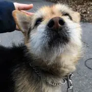 GTeeの画像