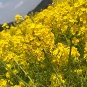 れんの画像
