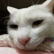 YOBOYOBOの画像