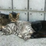 ねこねこの画像