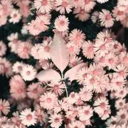 cherryの画像