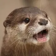 ゴンベ