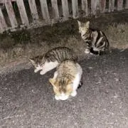 りくの画像