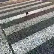 とり　※プロフ見てくださいの画像
