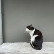 やかん