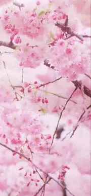 Loveかりの画像