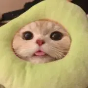 まめごまの画像
