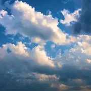 ミズキの画像