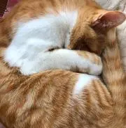 mikoの画像